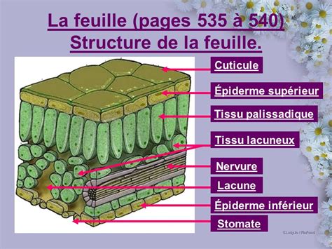 Schéma microscopique illustrant la formation de thylles dans un vaisseau conducteur