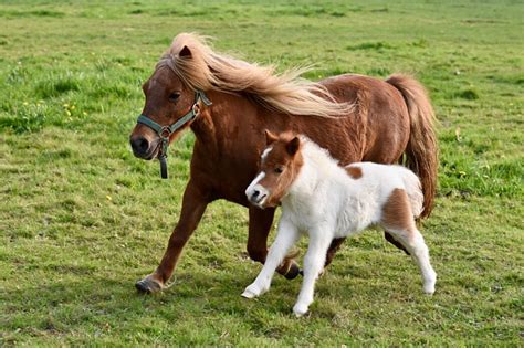 Famille promenant un poney Shetland