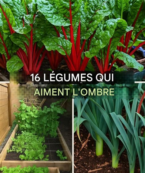 Tableau comparatif des légumes adaptés à l'ombre
