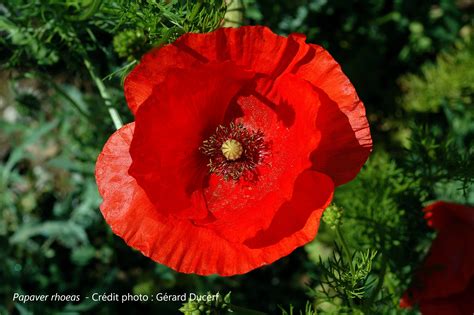 Pétales de coquelicot dans un mortier
