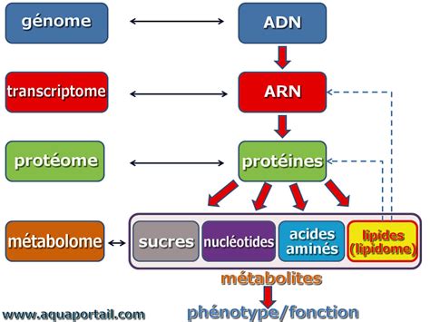 Schéma expliquant le concept de protéome et son altération