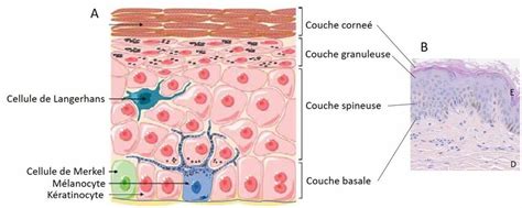 Illustration de cellules cutanées communiquant entre elles
