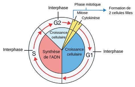 Schéma du cycle cellulaire montrant la phase S de réplication de l'ADN