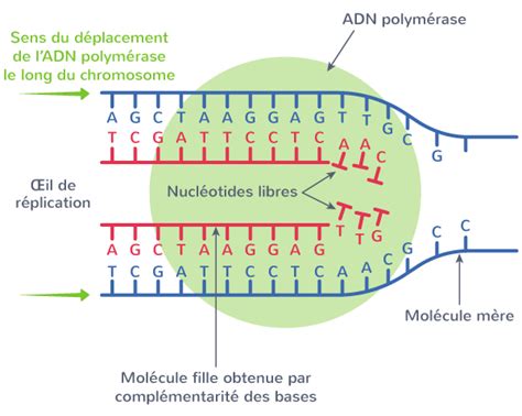 Diagramme illustrant la réplication semi-conservatrice de l'ADN