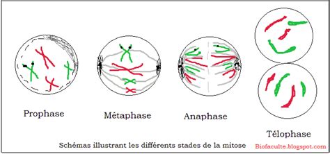 Schéma illustrant les quatre phases de la mitose