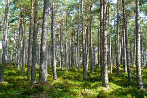 Panneaux de bois issus de forêts gérées durablement pour l'aménagement