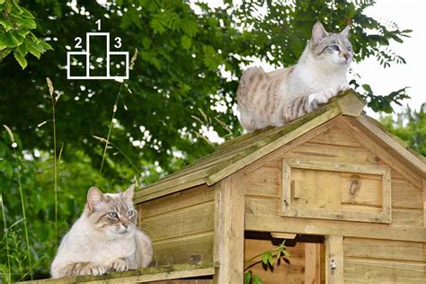 chat dans un abri extérieur