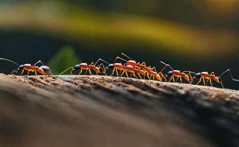 Fourmis en file indienne