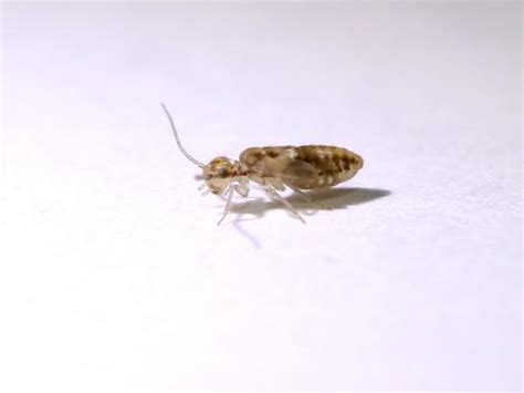 Psoque (psocoptera)