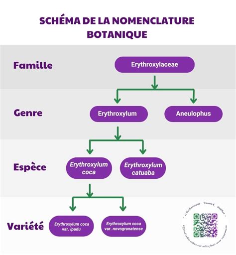 Schéma de la nomenclature NAF avec mise en évidence de la section F et de la division 43
