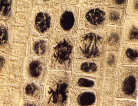 Microscopie de cellules en division