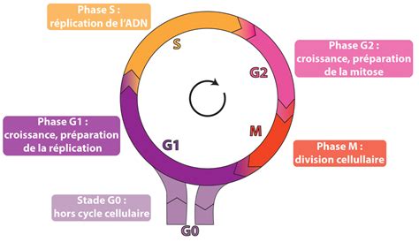 Représentation schématique des phases du cycle cellulaire