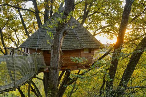 Une cabane perchée dans un arbre, vue de loin, avec la forêt environnante.