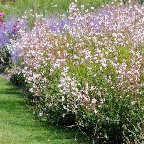 Gaura Lindheimeri en pleine floraison