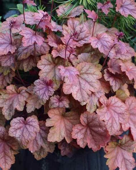 Assortiment de Heucheras aux couleurs variées