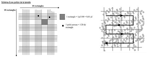 Diagramme illustrant le principe du comptage cellulaire automatisé