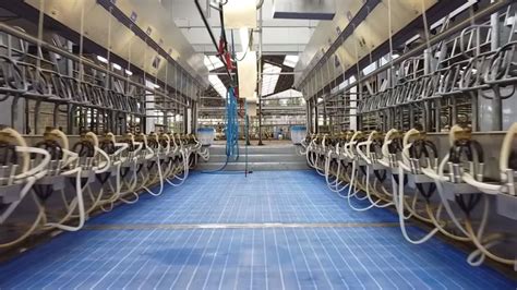Photographie d'une salle de traite équipée du système SenseHub Dairy