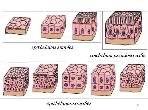 Schéma d'un épithélium pseudo-stratifié prismatique respiratoire