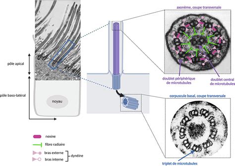 Micrographie électronique montrant des cils vibratiles à la surface des cellules épithéliales
