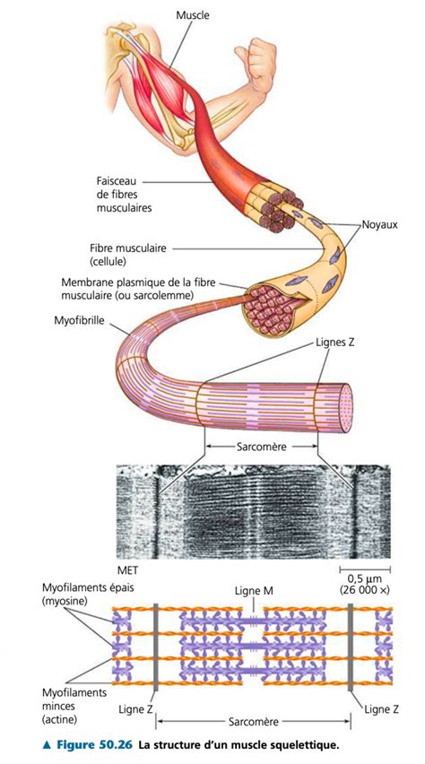 Schéma expliquant l'éclatement des fibres dans le contreplaqué lors de la coupe