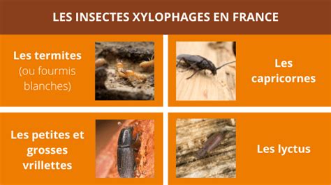 Image illustrant des insectes xylophages dans du bois