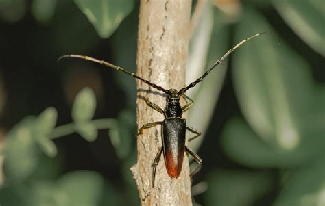 Photo d'un Grand Capricorne du Chêne sur un vieux chêne