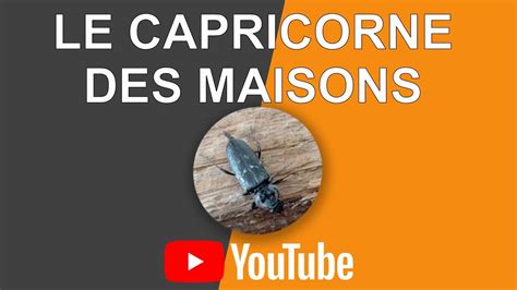 Infographie comparant le capricorne des maisons et le grand capricorne
