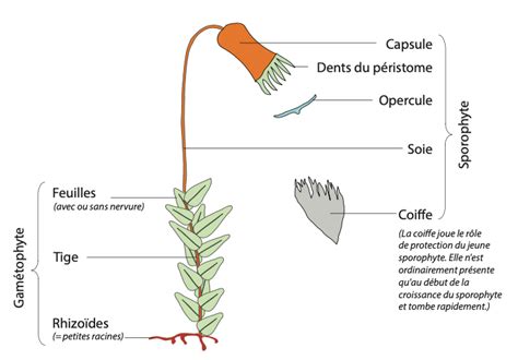 Schéma comparant la surface d'absorption d'une mousse plane et d'une mousse alvéolaire