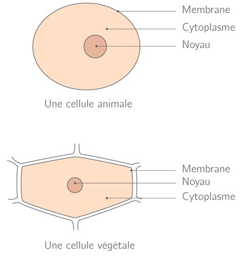 Schéma de l'organisation des êtres vivants de la cellule à l'organe
