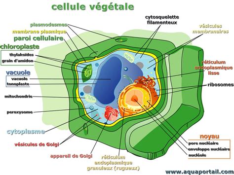 Schéma d'une cellule végétale avec mise en évidence des chloroplastes