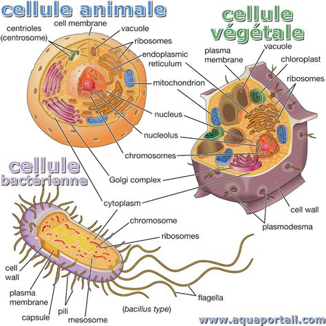 Comparaison schématique de différentes cellules animales spécialisées