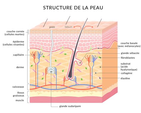 Schéma comparatif des différentes couches de la peau animale et de la structure du simili cuir
