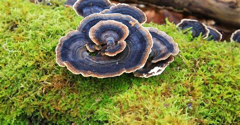 Champignons lignivores dans le bois