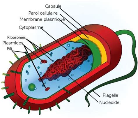 Structure cellulaire d'une mousse haute résilience