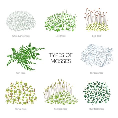 Infographie comparant les types de mousses