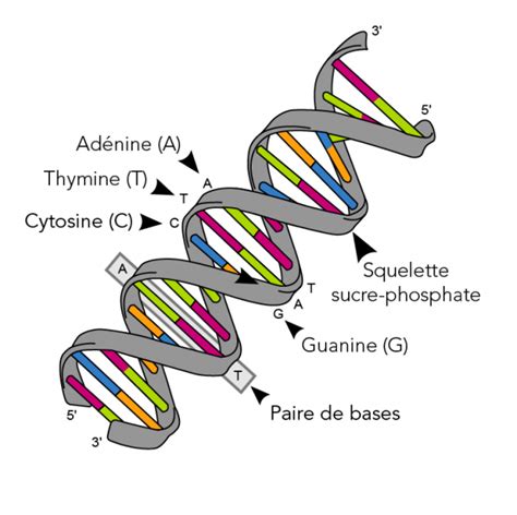 Représentation schématique d'une molécule d'ADN avec ses bases A, T, C, G