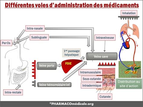 Diagramme illustrant la diffusion d'un médicament à travers un système d'administration multicouche