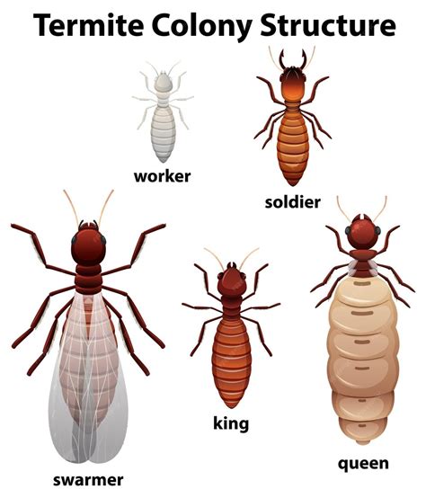 Représentation schématique d'une colonie de termites