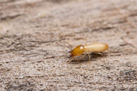 Comparaison visuelle entre un termite et un ver de bois
