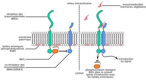 Vue éclatée d'une membrane synthétique monocouche montrant sa structure simple