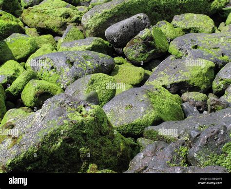 Gros plan sur des tuiles couvertes de mousse et de lichen.