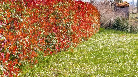 Divers types de haies dans un jardin