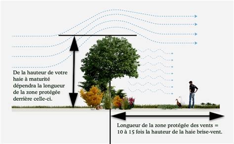 Schéma expliquant le fonctionnement d'une haie brise-vent