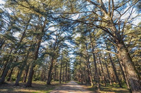 Forêt de cèdres blancs au Canada