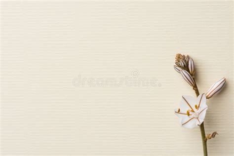 Fleur blanche délicate sur mur clair