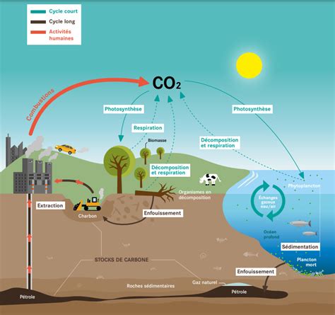Schéma du cycle du carbone dans une construction en bois