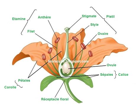 Structure typique d'une fleur d'Angiosperme