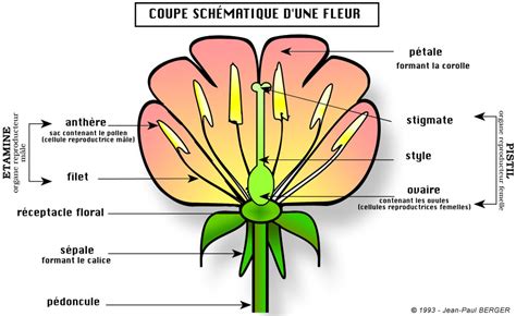 Coupe transversale d'une fleur de lis montrant les verticilles floraux