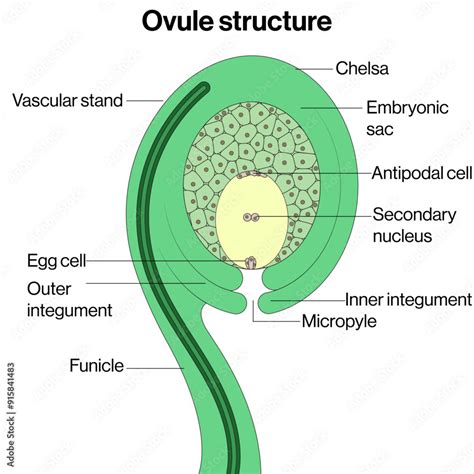 Structure d'un ovule d'Angiosperme
