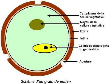 Germination d'un grain de pollen et formation du tube pollinique